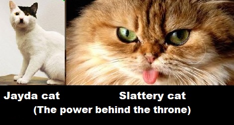 Jayda and Slattery cats