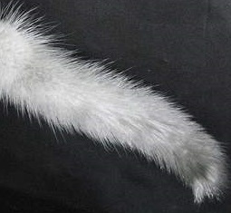 Jayda cats tail